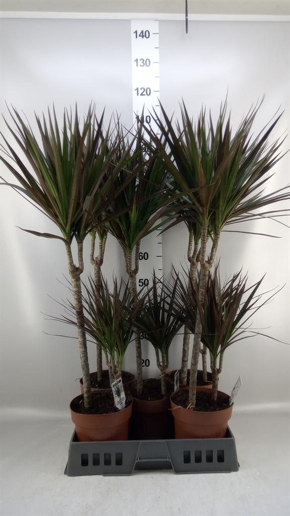 Горшечные цветы и растения оптом Dracaena Marg. magenta от 5шт из Голландии с доставкой по России