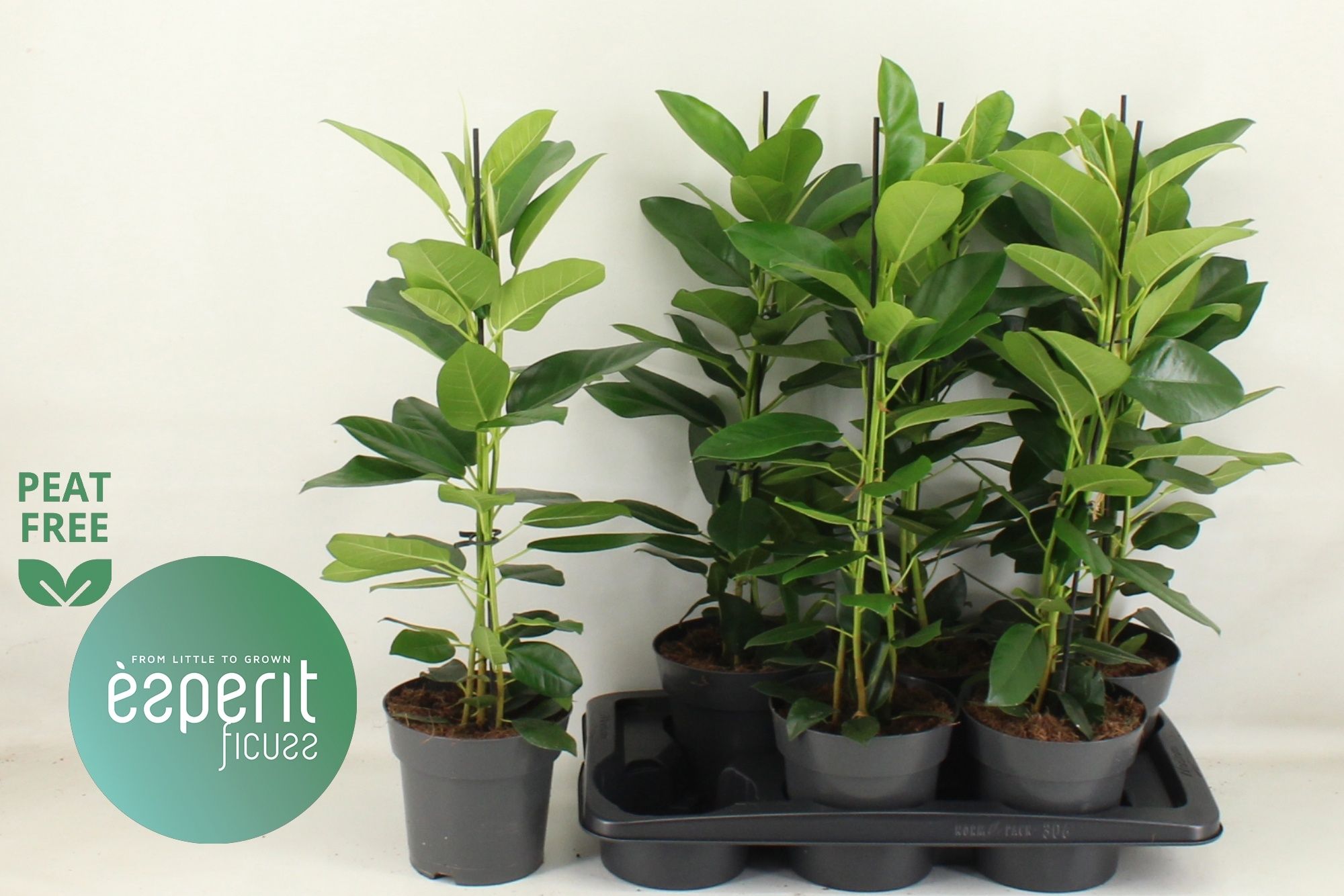 Горшечные цветы и растения оптом Fic Mi Fuji от 6шт из Голландии с доставкой по России