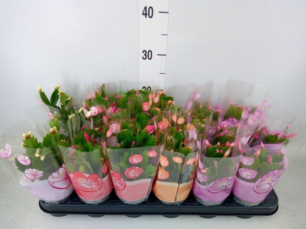 Горшечные цветы и растения оптом Schlumbergera   ...mix 4 от 18шт (для телеги) из Голландии с доставкой по России