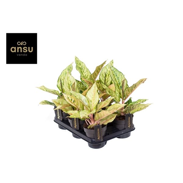 Горшечные цветы и растения оптом Aglaonema Chartreuse Pretty от 6шт из Голландии с доставкой по России