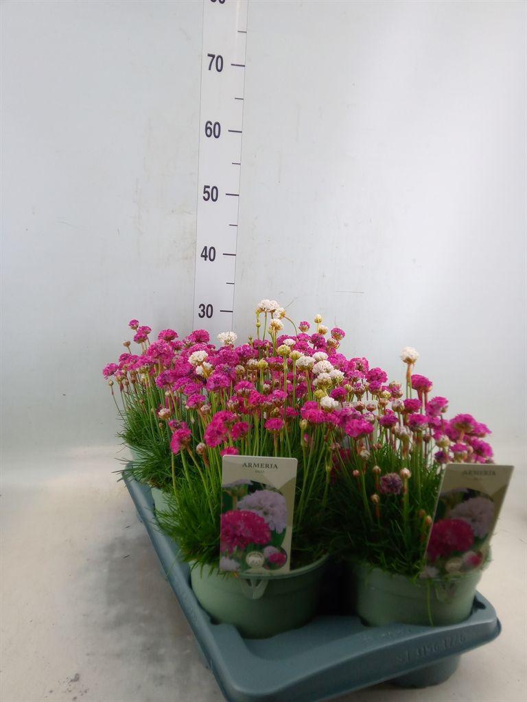 Горшечные цветы и растения оптом Armeria Maritima от 6шт из Голландии с доставкой по России