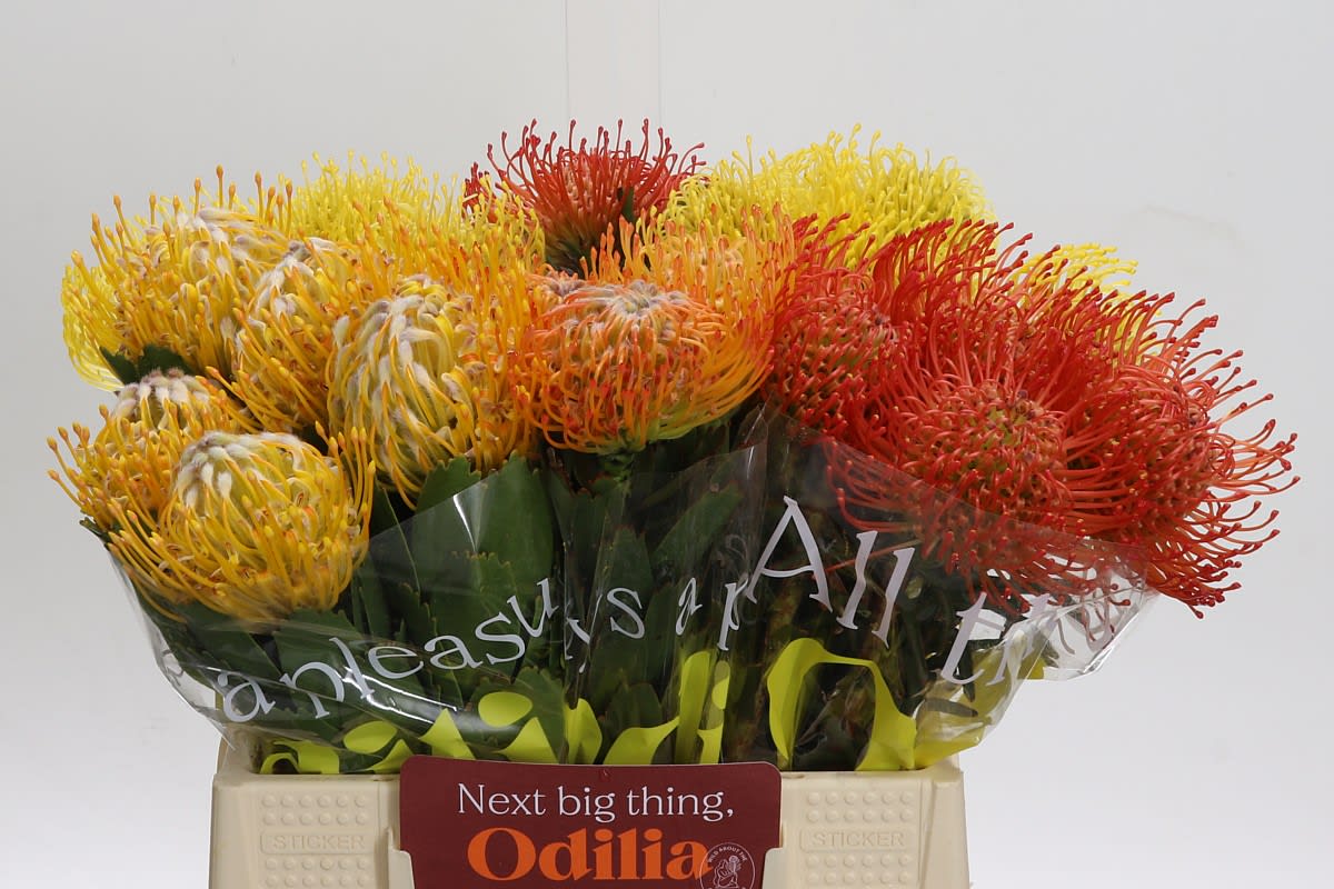 Срезанные цветы оптом Nutans mix in bucket от 30шт из Голландии с доставкой по России