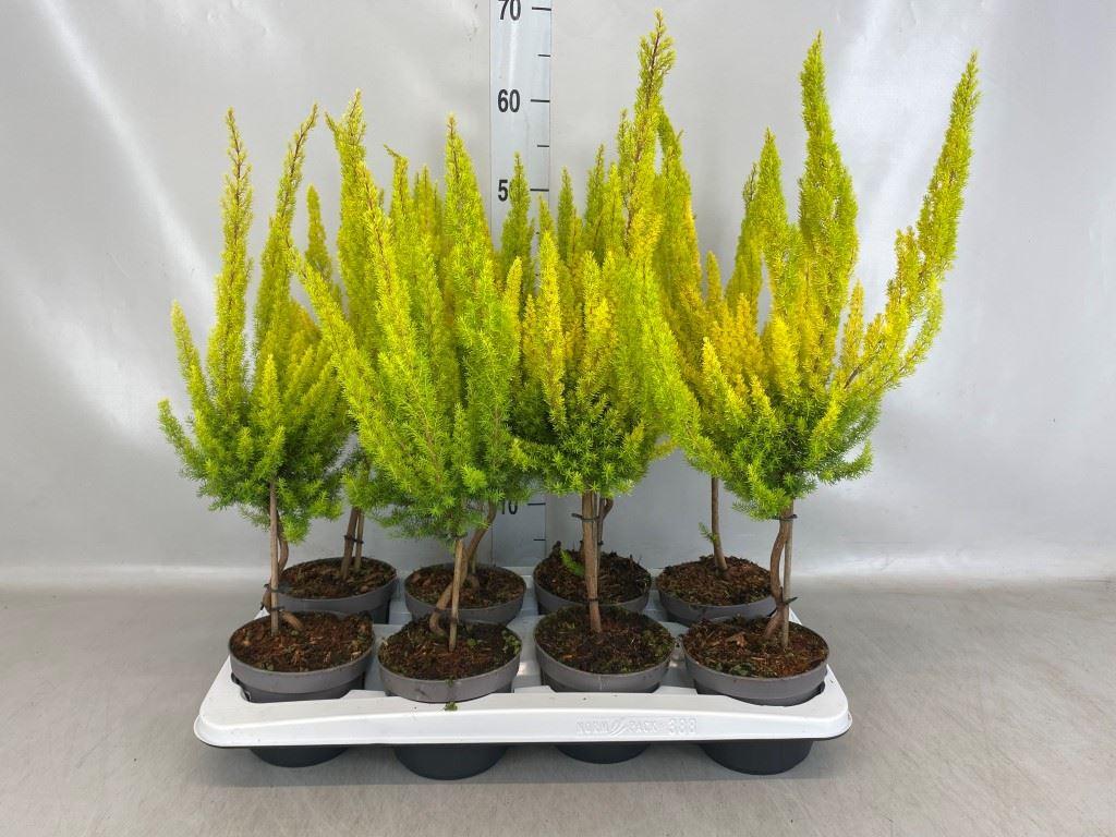Горшечные цветы и растения оптом Erica Arborea albe от 8шт из Голландии с доставкой по России
