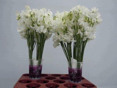 Срезанные цветы оптом Lathyrus od white от 100шт из Голландии с доставкой по России