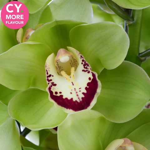 Срезанные цветы оптом Cymbidium green dublin от 9шт из Голландии с доставкой по России