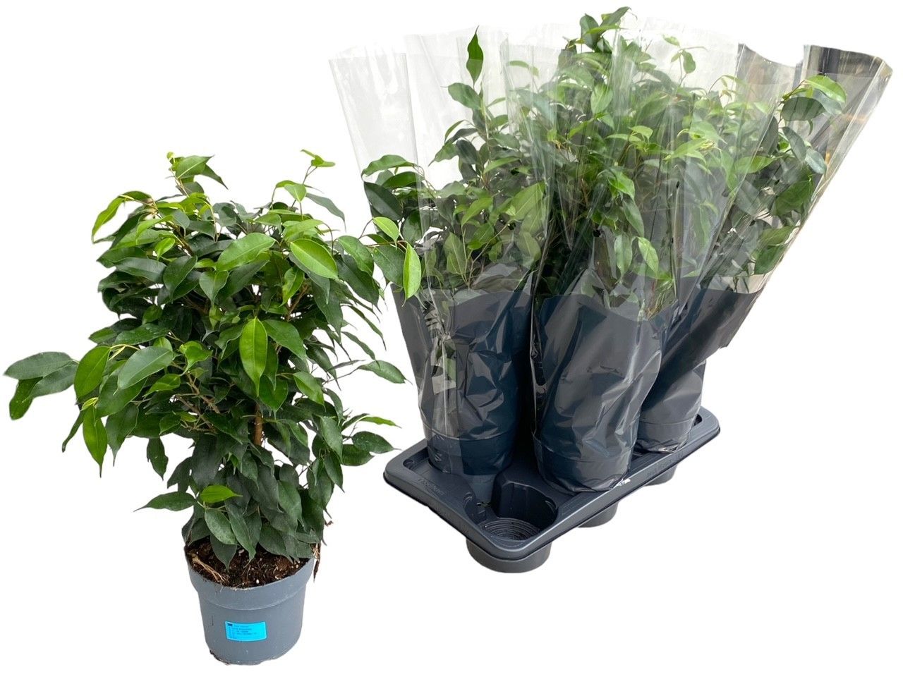 Горшечные цветы и растения оптом Ficus Be Danielle от 6шт из Голландии с доставкой по России