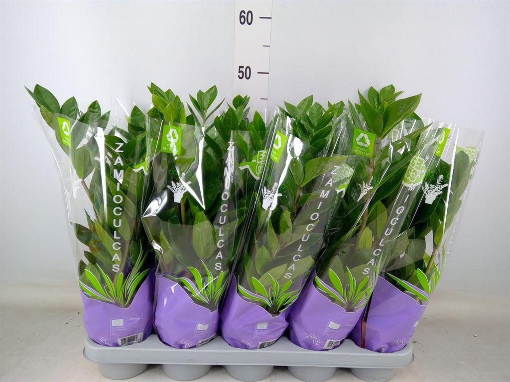 Горшечные цветы и растения оптом Zamioculcas Zamiifolia от 10шт из Голландии с доставкой по России