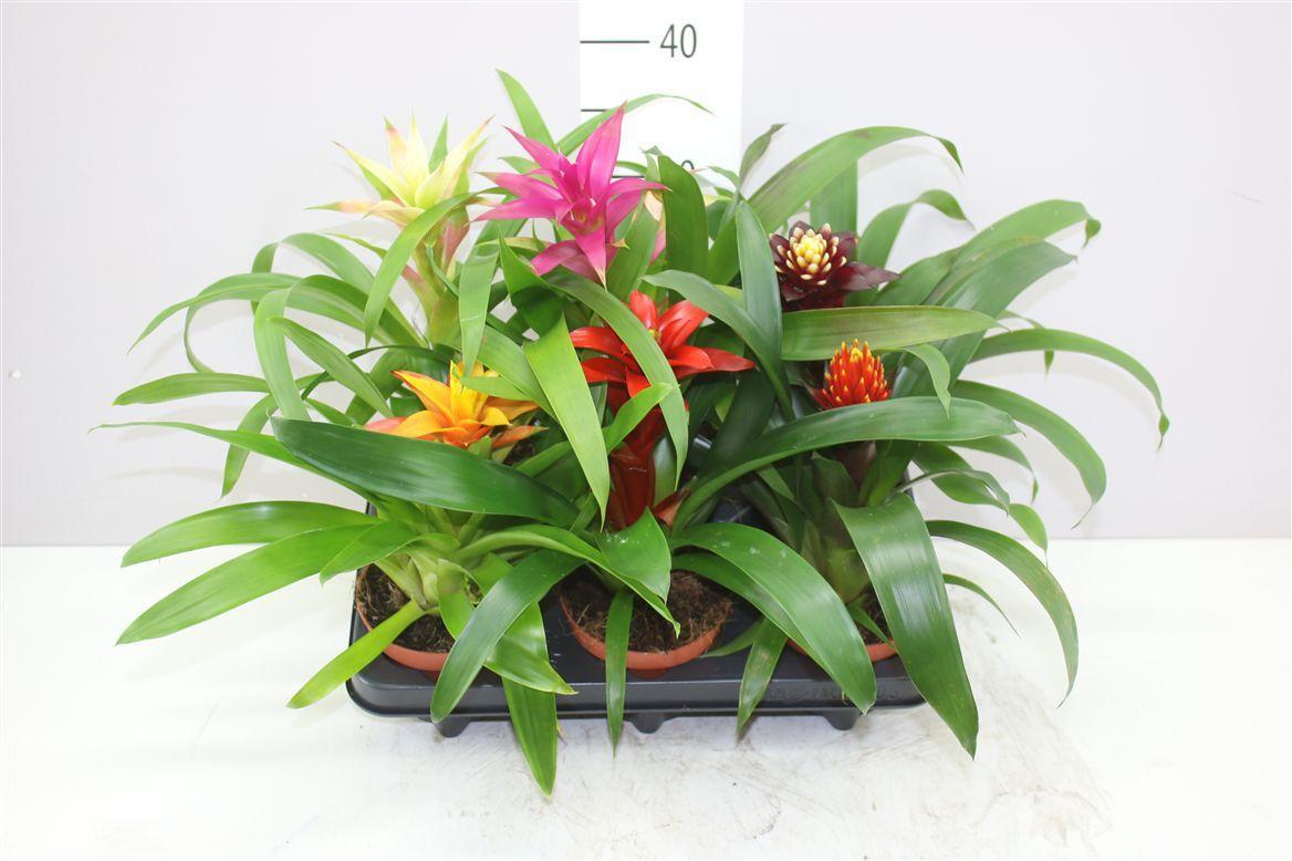 Горшечные цветы и растения оптом Guzmania Gemengd Small от 6шт из Голландии с доставкой по России