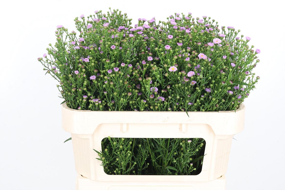 Срезанные цветы оптом Aster painted lady от 100шт из Голландии с доставкой по России