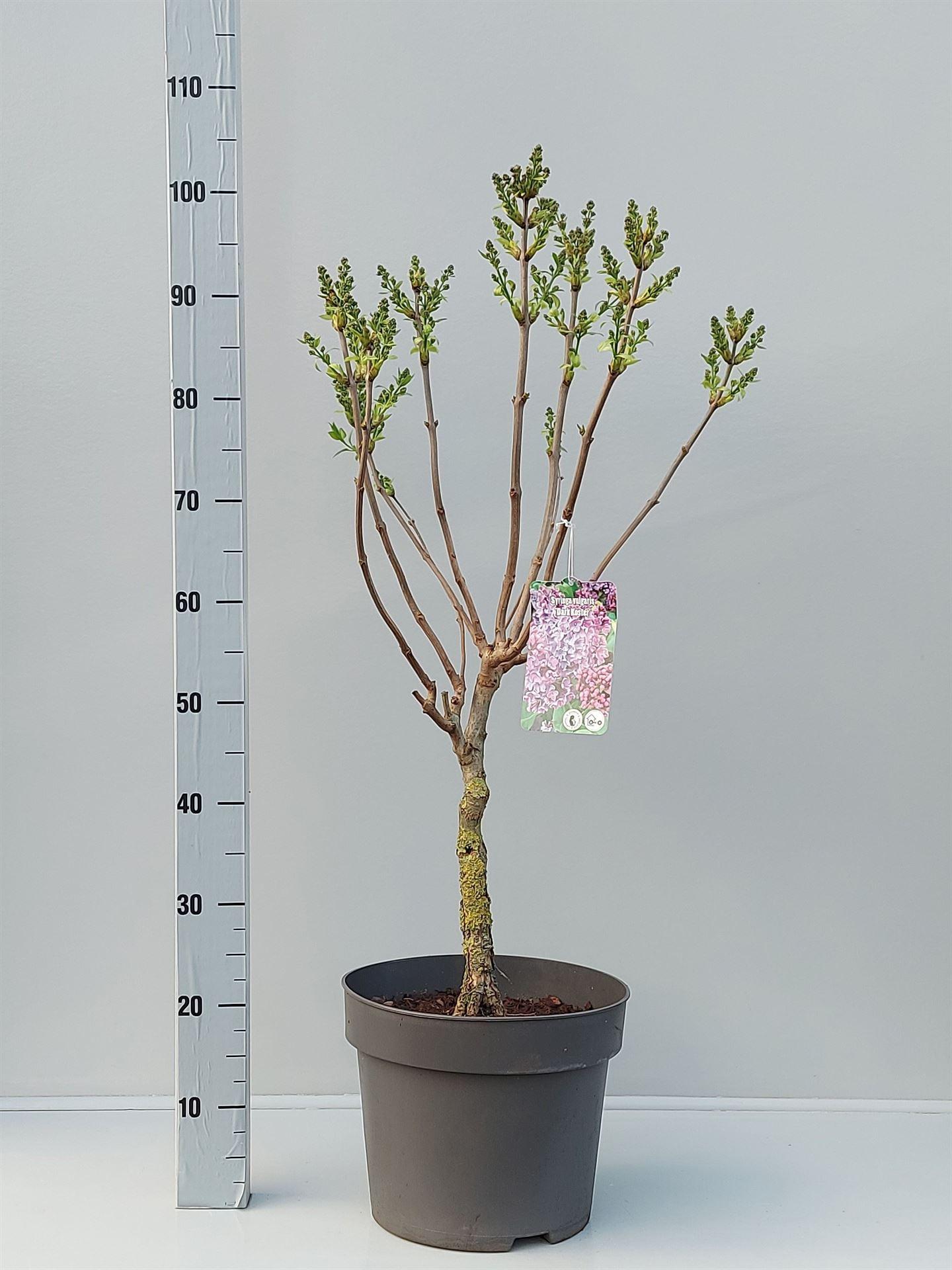 Горшечные цветы и растения оптом Syringa Vulg. от 1шт из Голландии с доставкой по России