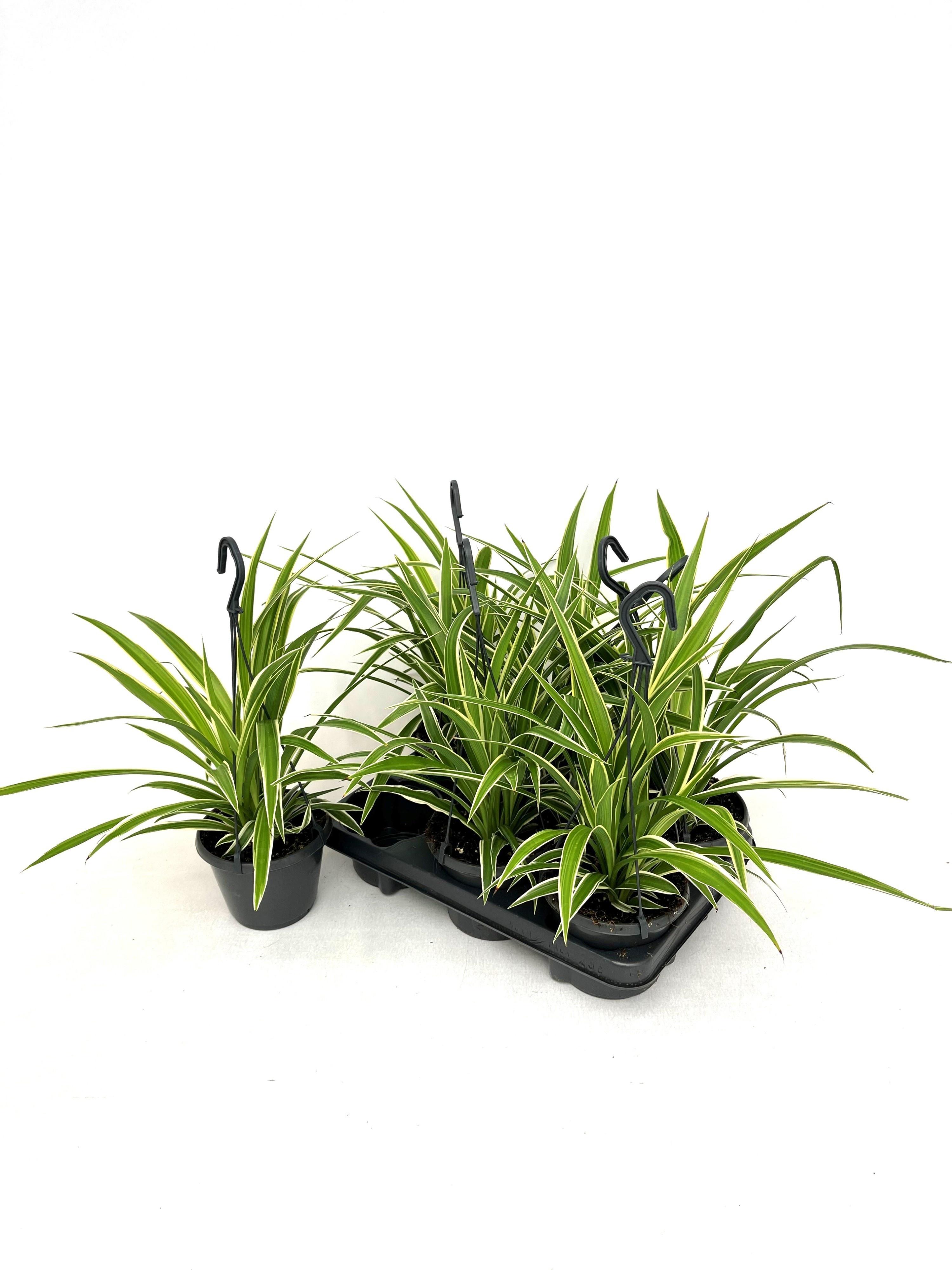 Горшечные цветы и растения оптом Chlor Comosum от 6шт из Голландии с доставкой по России