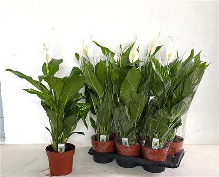 Горшечные цветы и растения оптом Spath Sweet Silvio 3-4 от 6шт из Голландии с доставкой по России