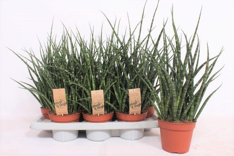 Горшечные цветы и растения оптом Sansevieria Fernwood Punk от 7шт из Голландии с доставкой по России