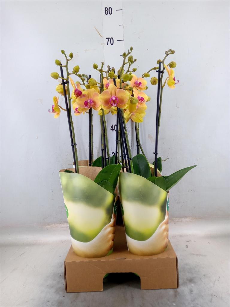 Горшечные цветы и растения оптом Phalaenopsis   ...orange от 4шт из Голландии с доставкой по России