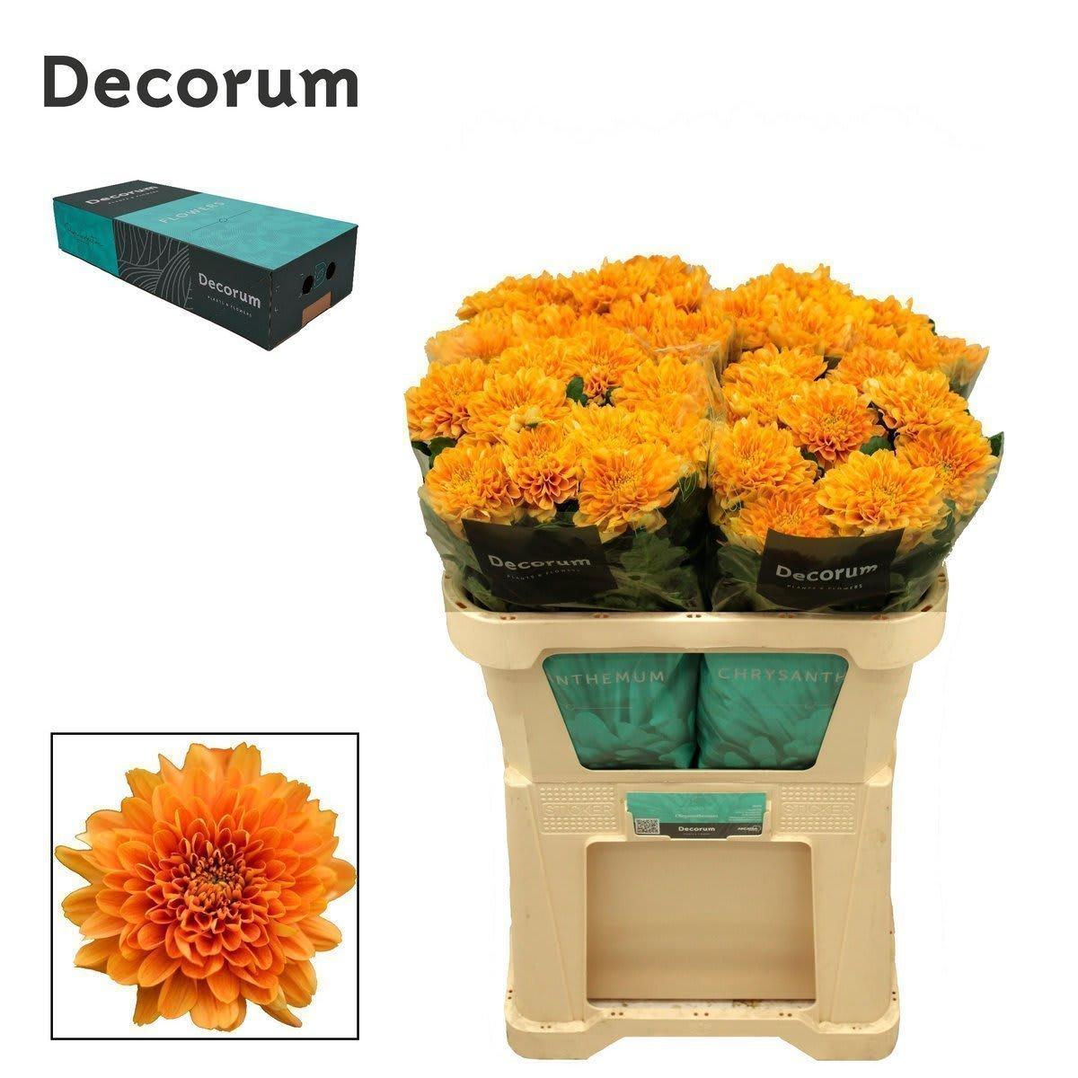 Срезанные цветы оптом Chrys bl kalimba orange от 100шт из Голландии с доставкой по России