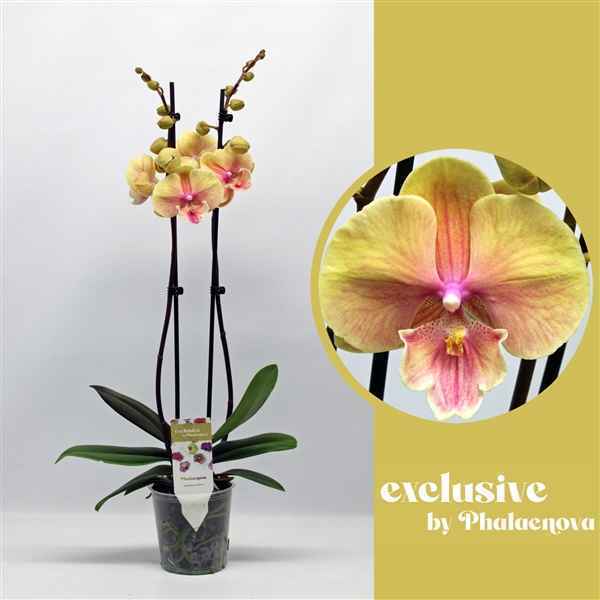 Горшечные цветы и растения оптом Phal 2st Daria 16+ (phalaenova) от 10шт из Голландии с доставкой по России