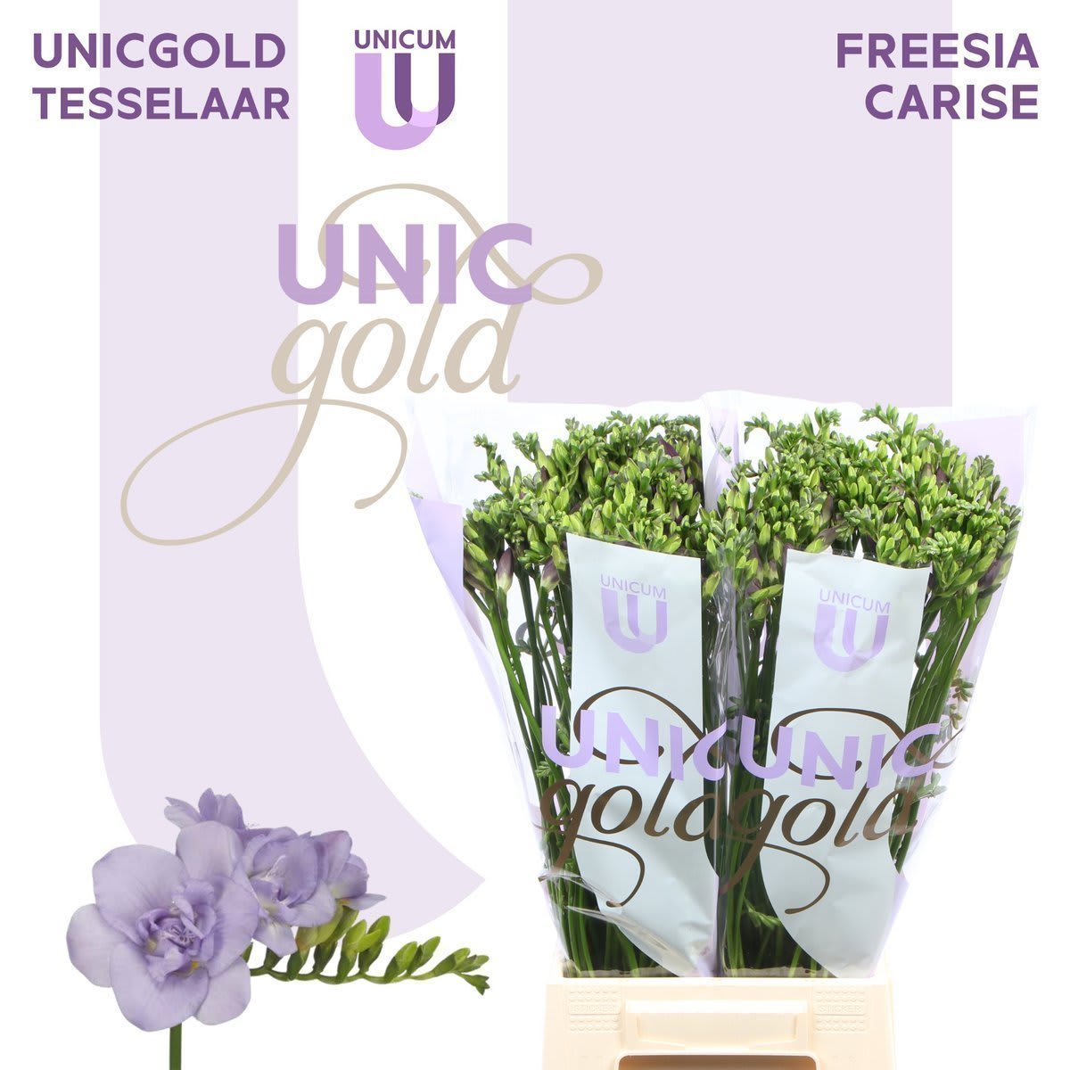 Срезанные цветы оптом Freesia do carice от 100шт из Голландии с доставкой по России