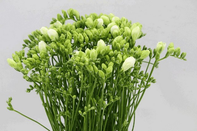 Срезанные цветы оптом Freesia do white от 100шт из Голландии с доставкой по России