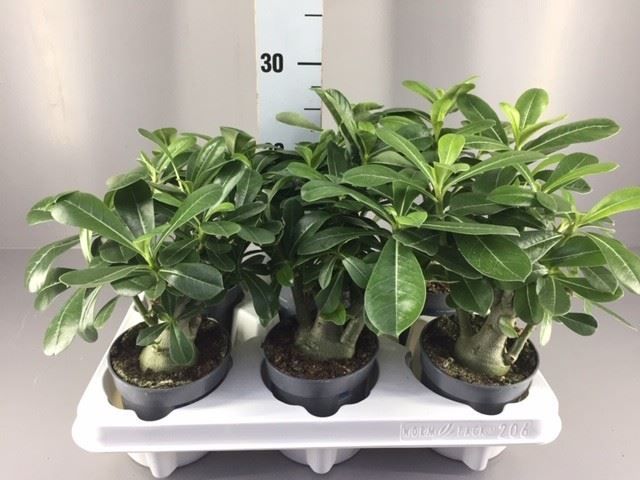 Горшечные цветы и растения оптом Adenium Obesum от 6шт из Голландии с доставкой по России
