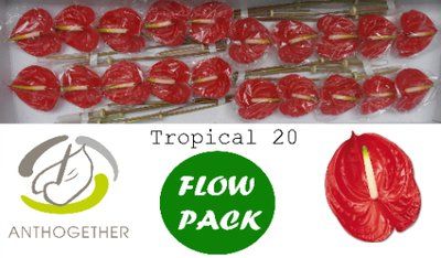 Срезанные цветы оптом Anthurium tropical от 20шт из Голландии с доставкой по России