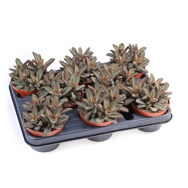 Горшечные цветы и растения оптом Kalanchoe Tomentosa Aida от 8шт из Голландии с доставкой по России