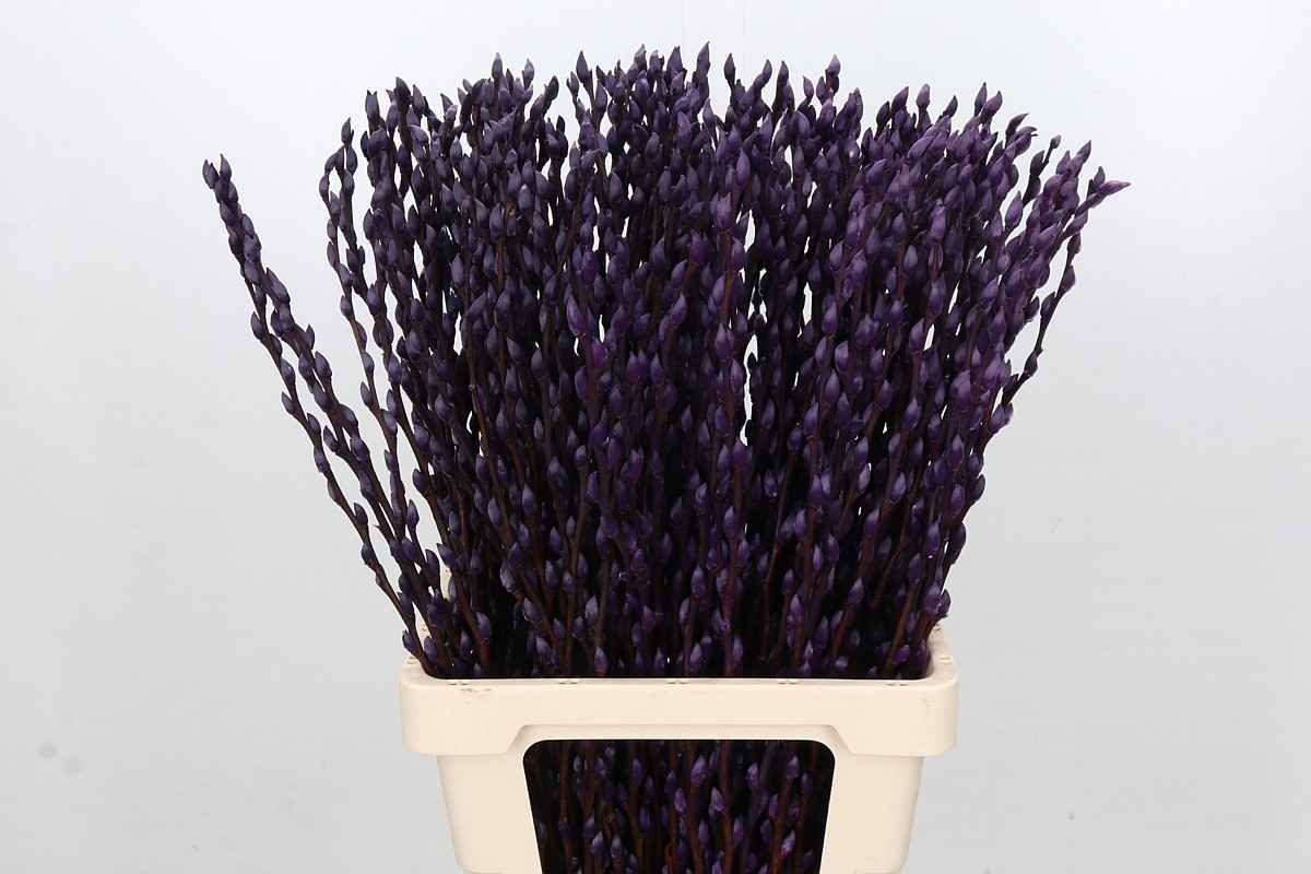 Срезанные цветы оптом Salix paint pussy willow purple от 200шт из Голландии с доставкой по России