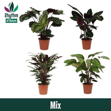 Горшечные цветы и растения оптом Calathea Mix Round от 1шт из Голландии с доставкой по России