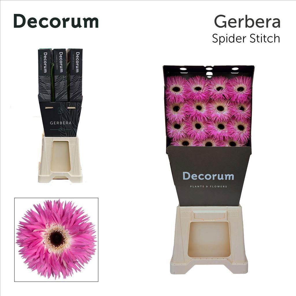 Срезанные цветы оптом Gerbera stitch+ от 45шт из Голландии с доставкой по России