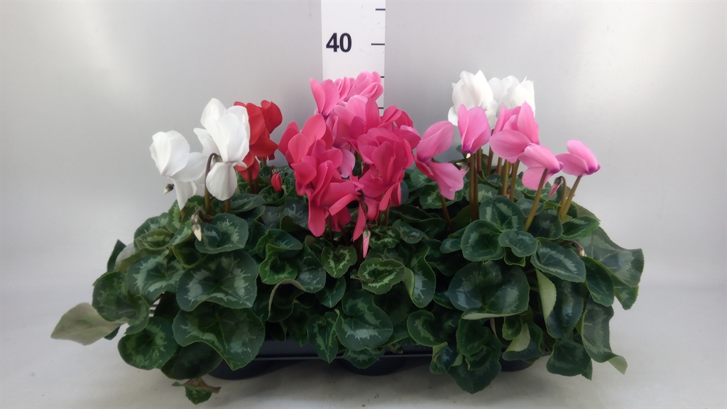 Горшечные цветы и растения оптом Corokia Cotoneaster AA от 10шт из Голландии с доставкой по России