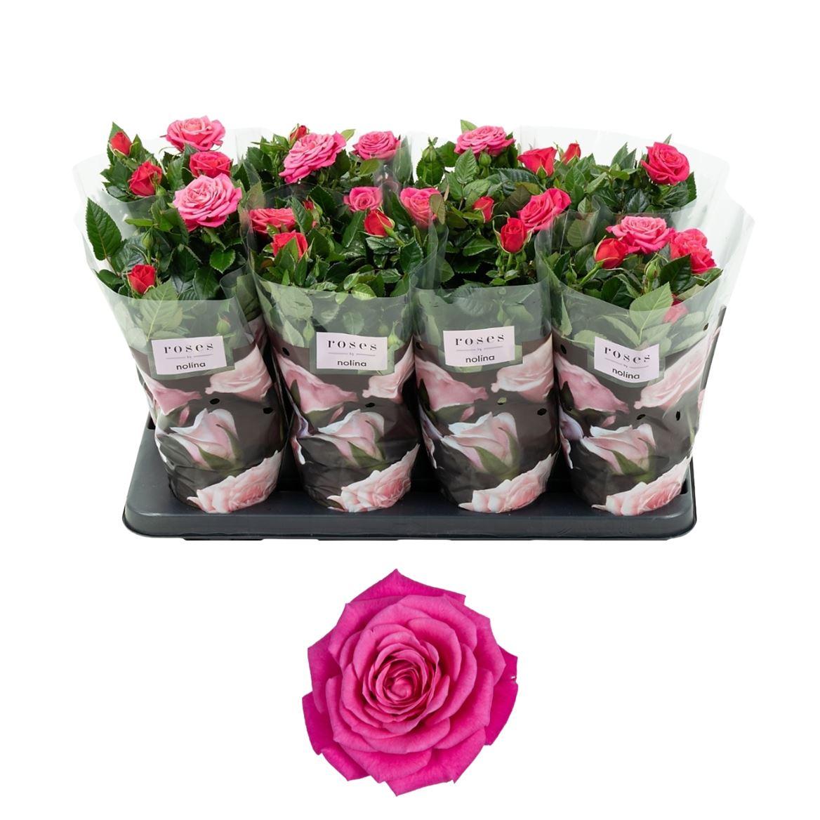 Горшечные цветы и растения оптом Rosa Patio Regina от 8шт из Голландии с доставкой по России