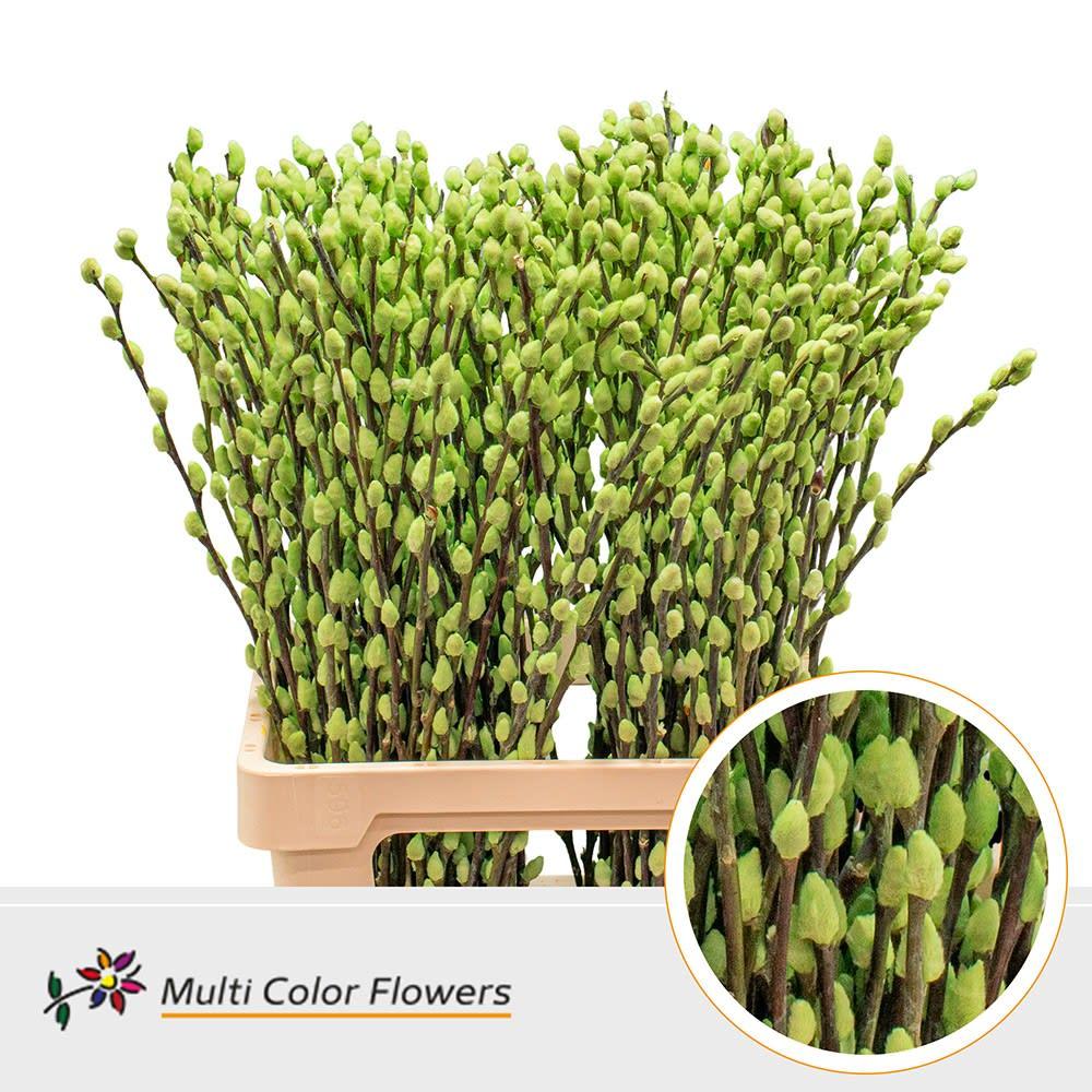 Срезанные цветы оптом Salix paint pussy willow turquoise A от 200шт из Голландии с доставкой по России