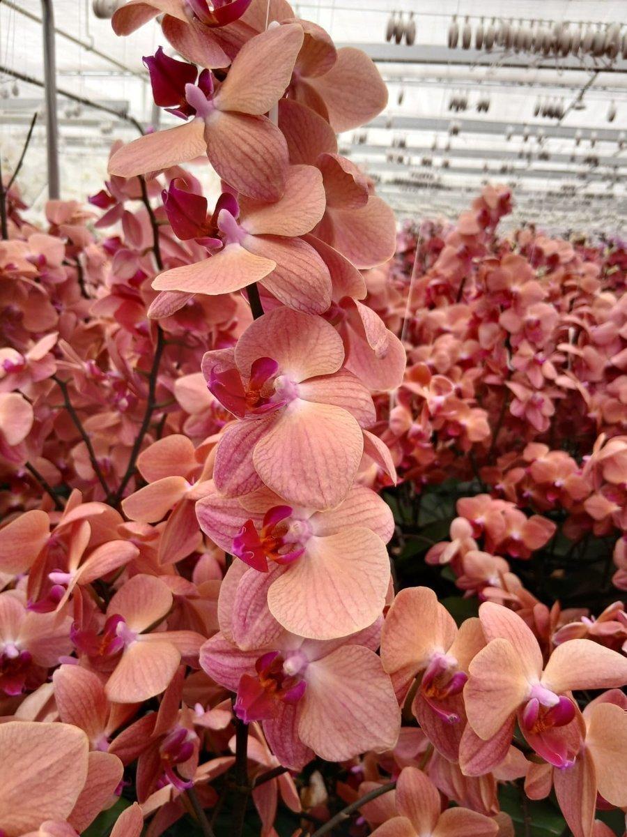Срезанные цветы оптом Phalaenopsis other (per flower) от 100шт из Голландии с доставкой по России