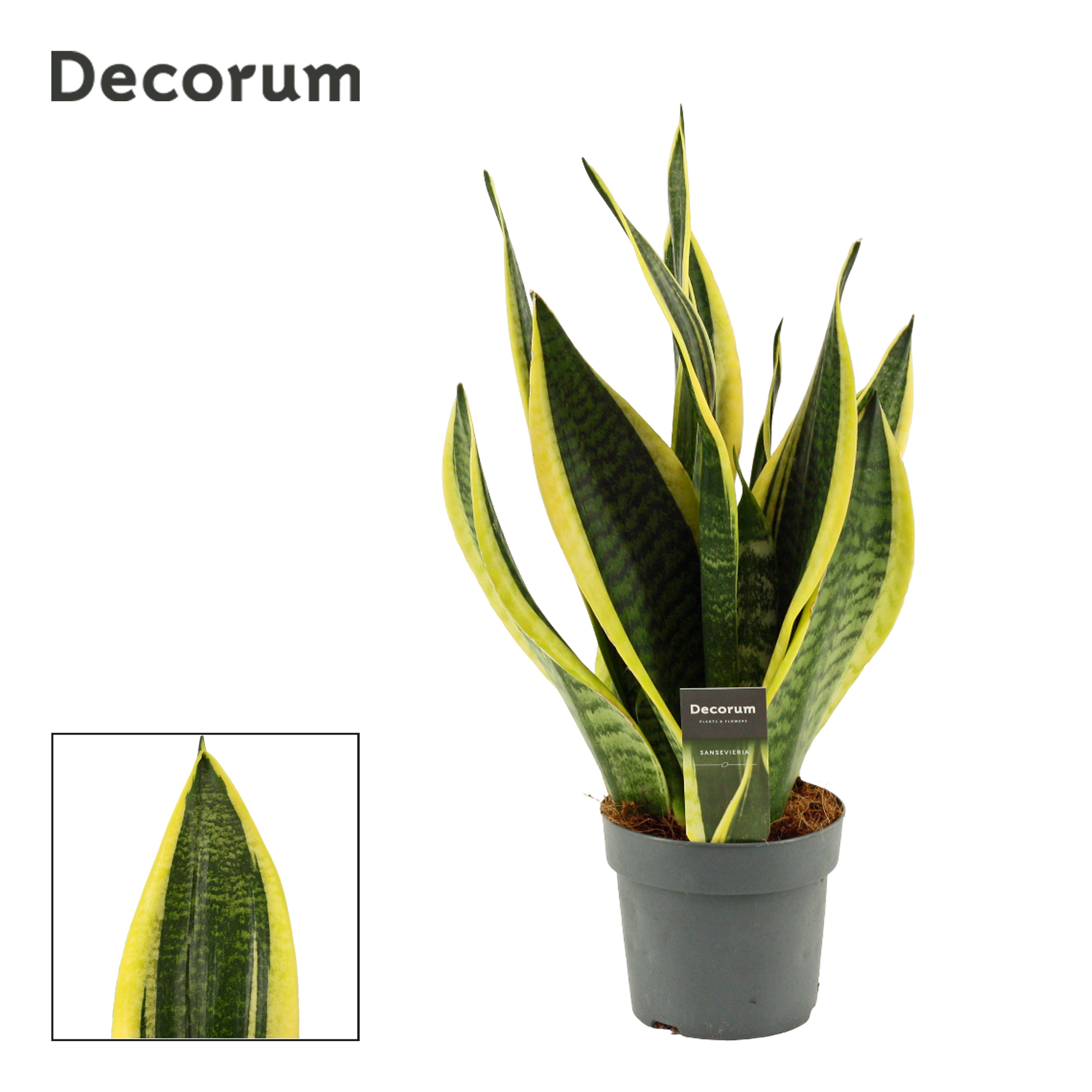 Горшечные цветы и растения оптом Sansevieria Superba (decorum) от 7шт из Голландии с доставкой по России