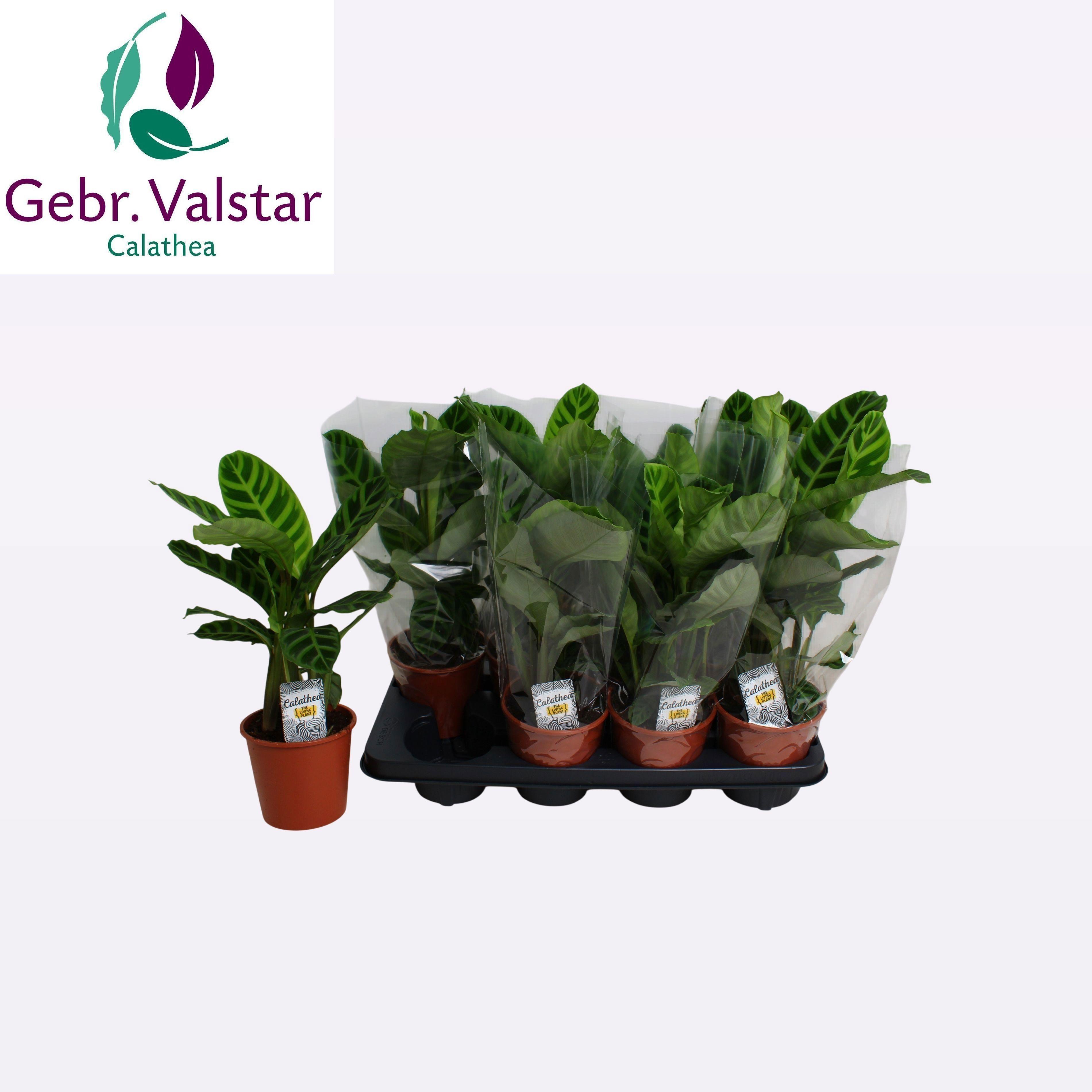 Горшечные цветы и растения оптом Calat Zebrina от 8шт из Голландии с доставкой по России