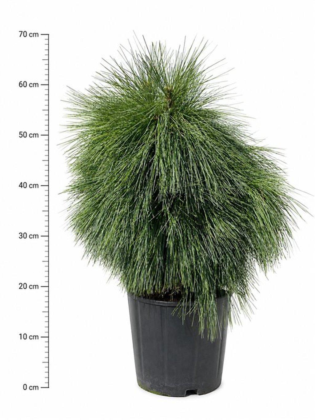 Горшечные цветы и растения оптом Pinus Schwerinii wiethorst от 1шт из Голландии с доставкой по России