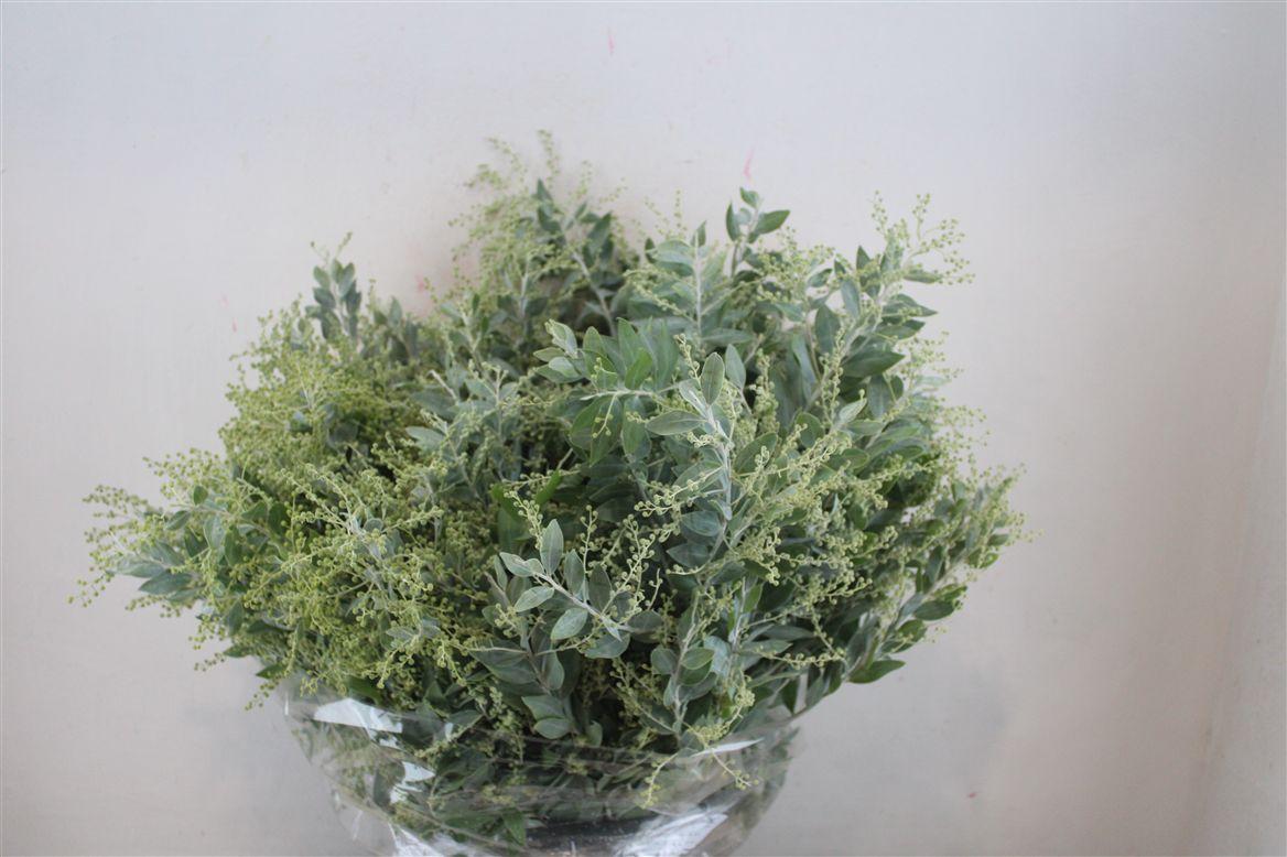 Срезанные цветы оптом Mimosa denis boden от 10шт из Голландии с доставкой по России Срезанные цветы оптом Mimosa denis boden от 10шт из Голландии с доставкой по России