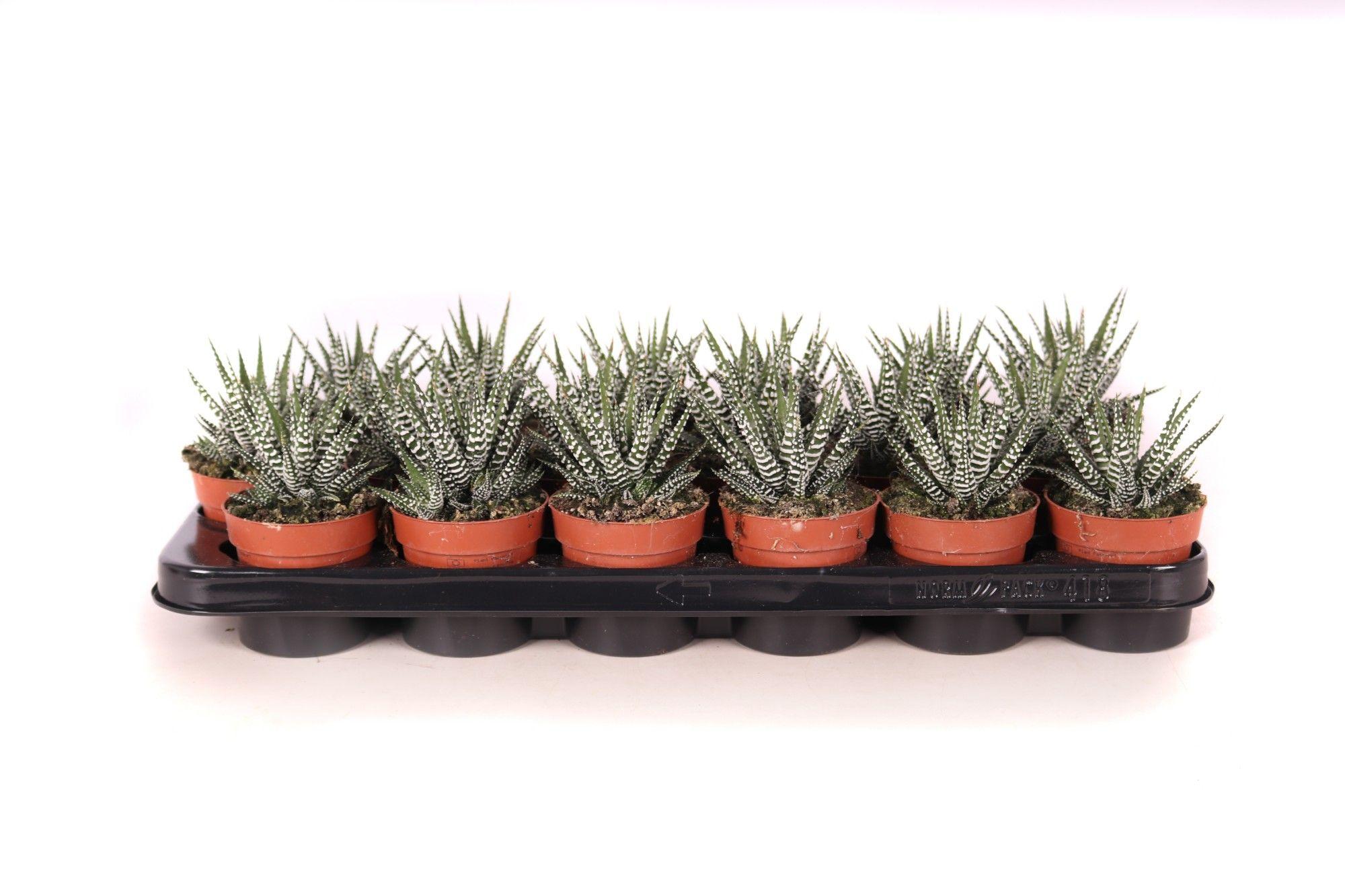 Горшечные цветы и растения оптом Haworthia Big Band от 12шт (для телеги) из Голландии с доставкой по России