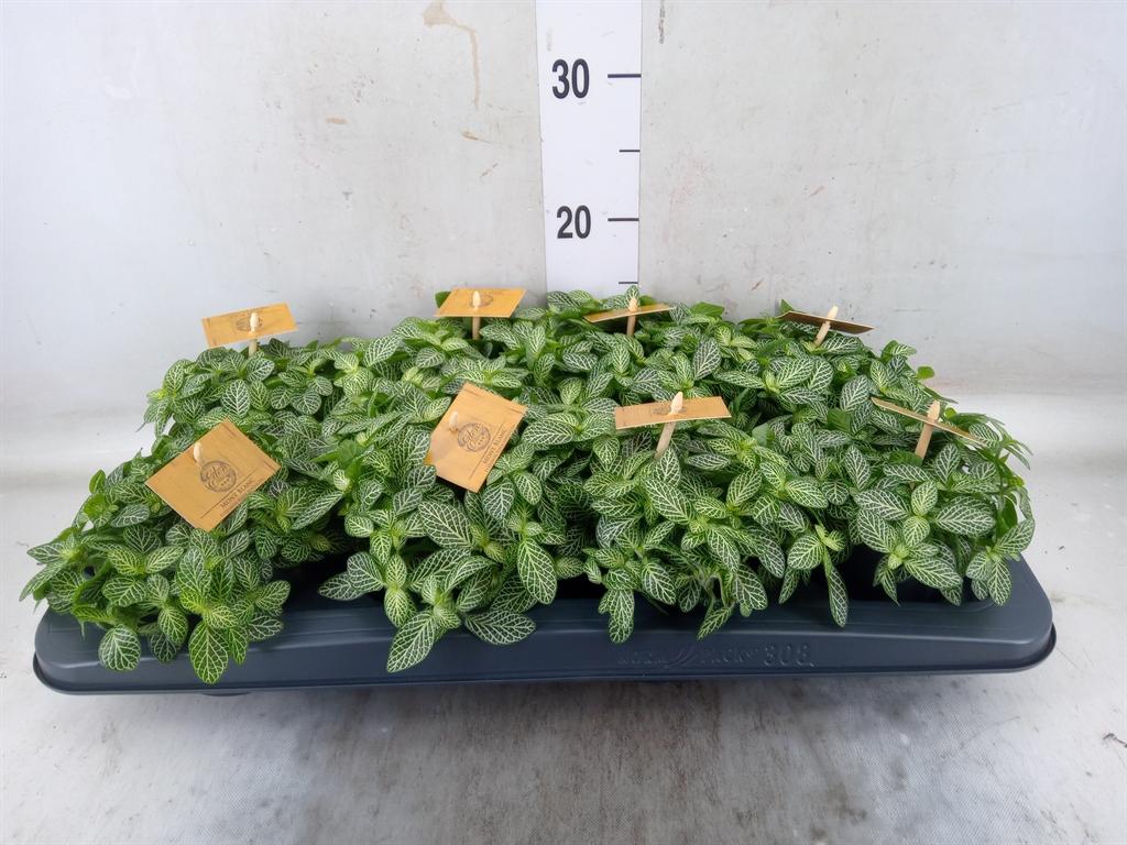 Горшечные цветы и растения оптом Fittonia Verschaf. от 8шт из Голландии с доставкой по России Горшечные цветы и растения оптом Fittonia Verschaf. от 8шт из Голландии с доставкой по России