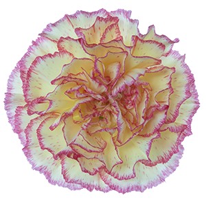 Срезанные цветы оптом Dianthus st yellow viana от 80шт из Голландии с доставкой по России