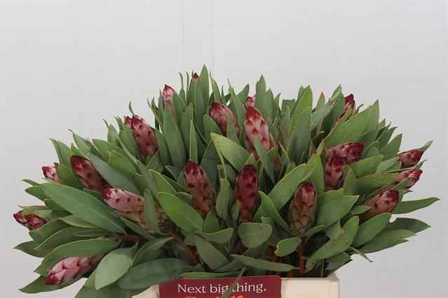 Срезанные цветы оптом Protea robijn от 30шт из Голландии с доставкой по России