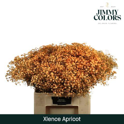 Срезанные цветы оптом Gyps large paint apricot от 100шт из Голландии с доставкой по России