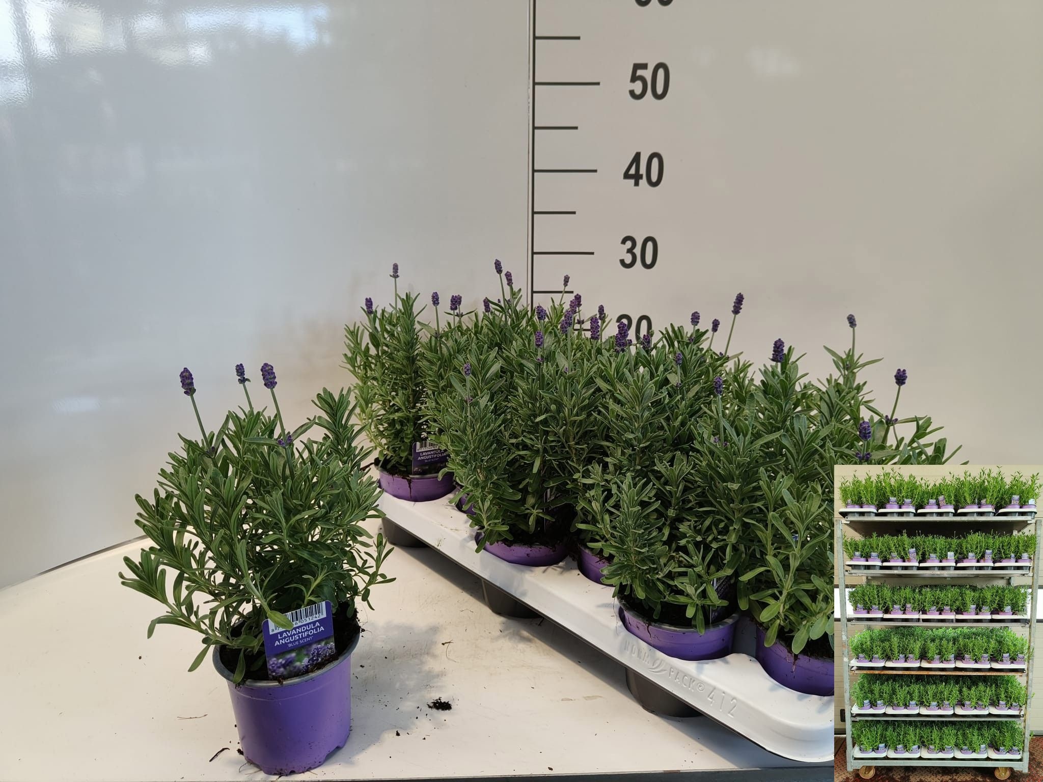Горшечные цветы и растения оптом Lavan Angustifolia от 15шт из Голландии с доставкой по России Горшечные цветы и растения оптом Lavan Angustifolia от 15шт из Голландии с доставкой по России