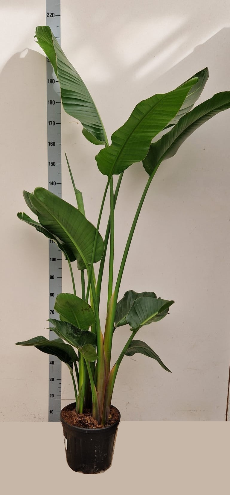 Горшечные цветы и растения оптом Strelitzia Alba от 1шт из Голландии с доставкой по России