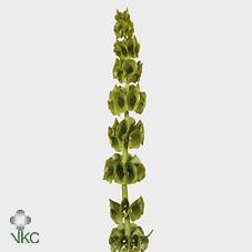 Срезанные цветы оптом Moluccella green от 50шт из Голландии с доставкой по России