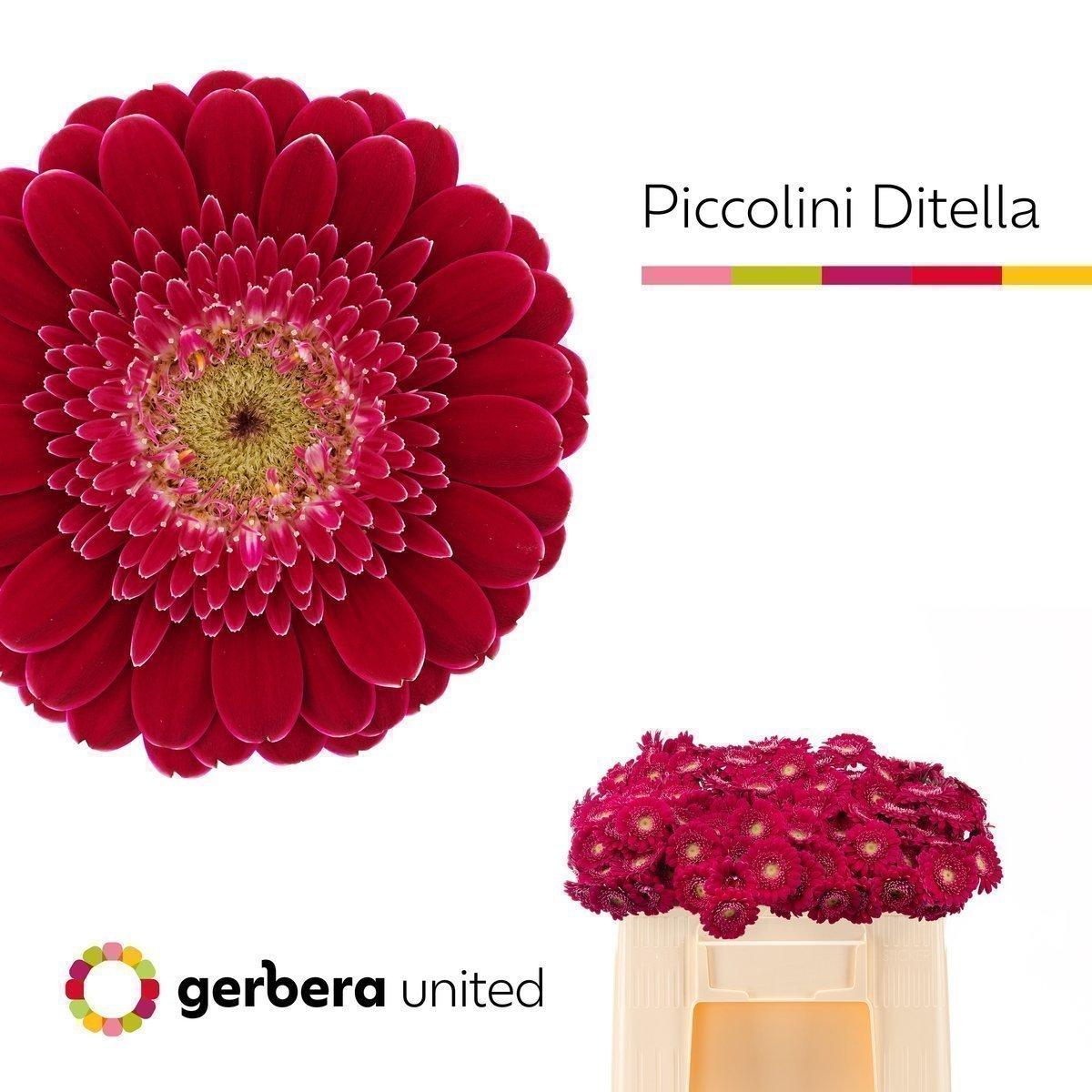 Срезанные цветы оптом Germini nano ditella от 120шт из Голландии с доставкой по России