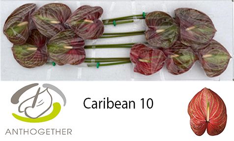 Срезанные цветы оптом Anthurium caribean от 10шт из Голландии с доставкой по России