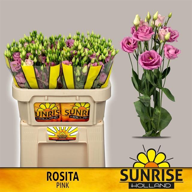 Срезанные цветы оптом Lisianthus do rosita pink от 40шт. из Голландии с доставкой по России