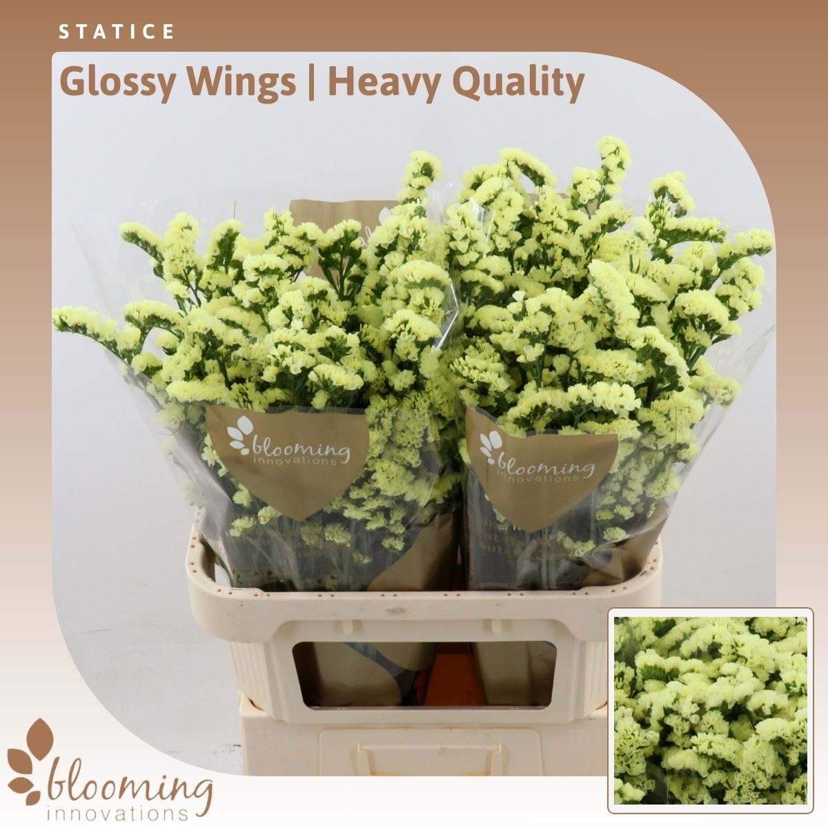 Срезанные цветы оптом Statice glossy wings от 50шт. из Голландии с доставкой по России