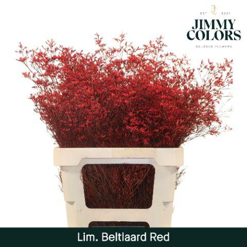Срезанные цветы оптом Limonium beltlaard paint red от 25шт из Голландии с доставкой по России