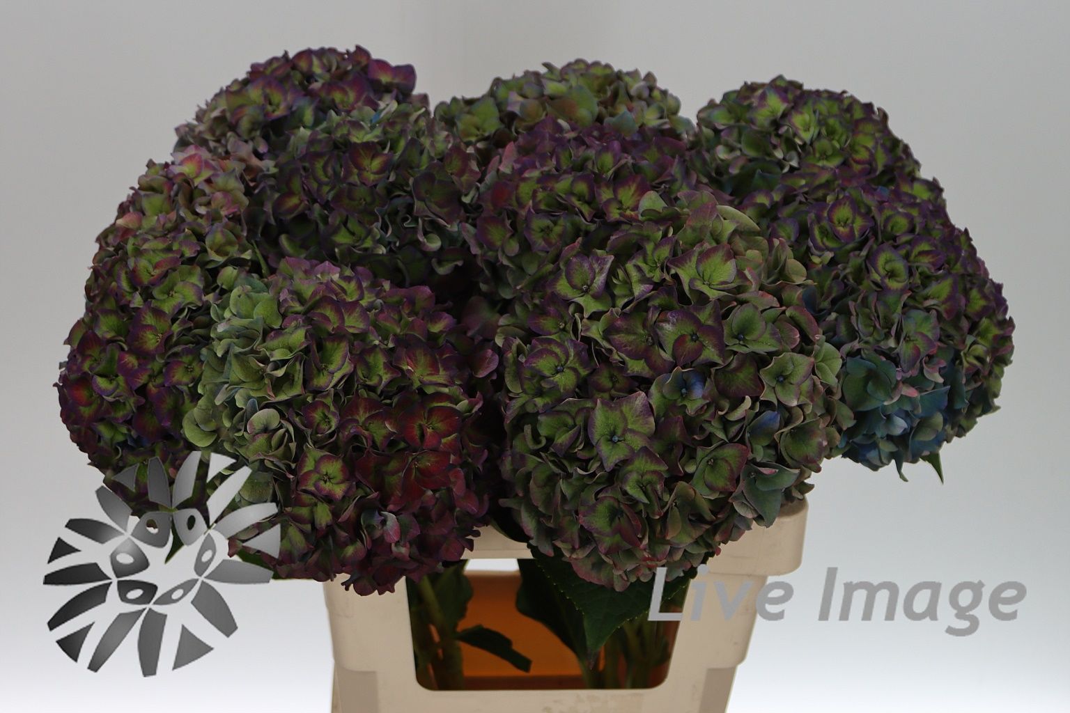 Срезанные цветы оптом Hydrangea rodeo classic purple от 10шт из Голландии с доставкой по России